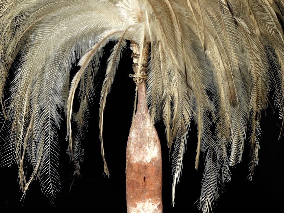 Ceremonial plumes